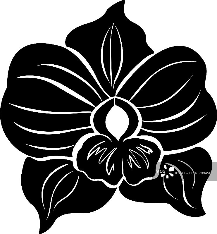 黑白兰花花朵图片素材