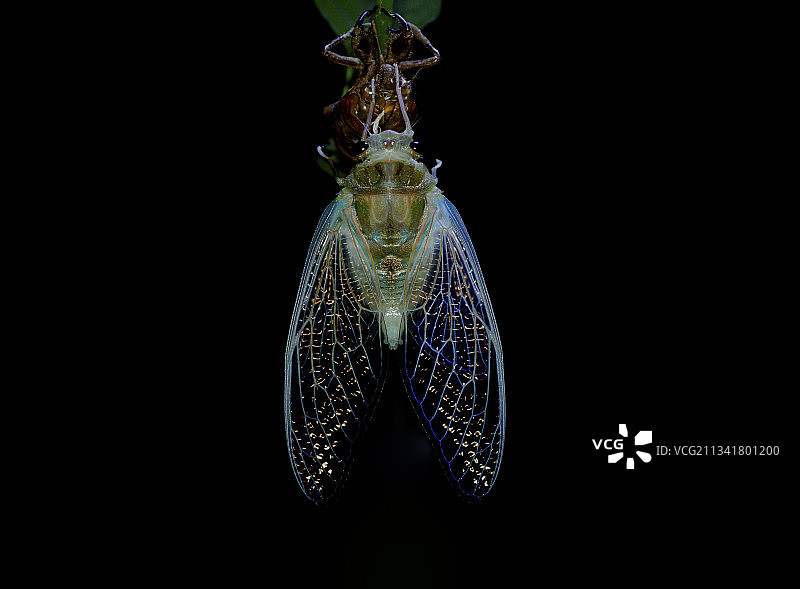 昆虫  · 鸣鸣禅图片素材