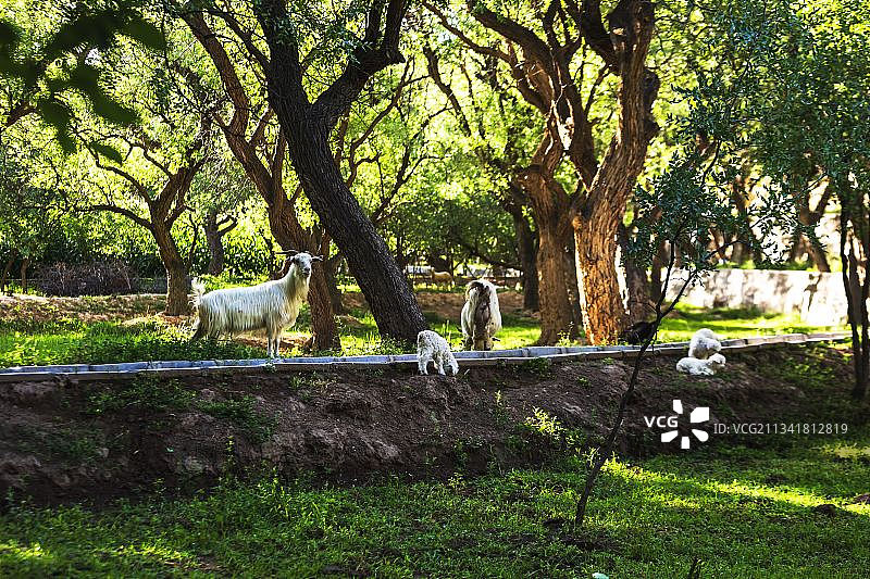 三百年梨园图片素材