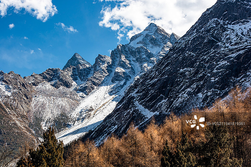 中国四川理县。秋季毕棚沟的雪山与树林图片素材