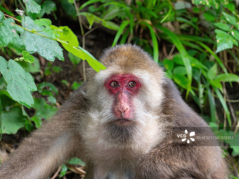 藏酋猴图片素材