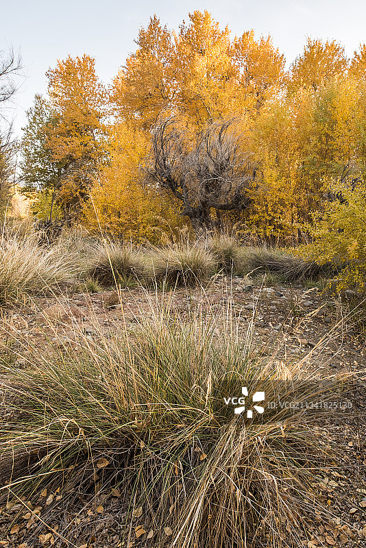 达坂城秋天的树图片素材