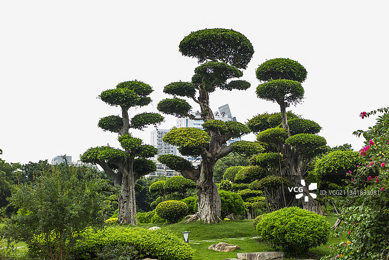 中国广西南宁市南湖公园--盆景园图片素材