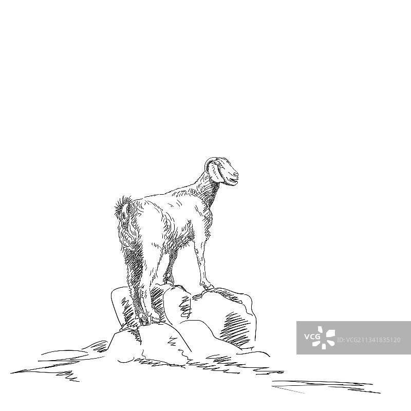 山羊素描，山羊站在岩石上图片素材