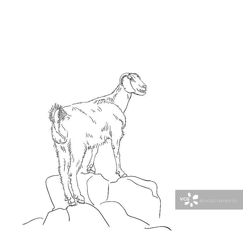 山羊素描，山羊站在岩石上图片素材