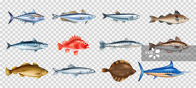 透明海鱼套装图片素材