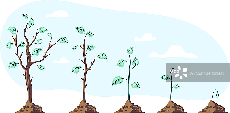 树木生长阶段图片素材