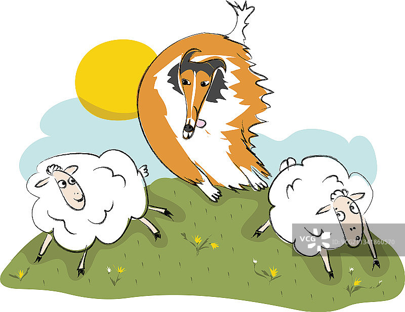 粗毛柯利犬在田野上追逐绵羊图片素材