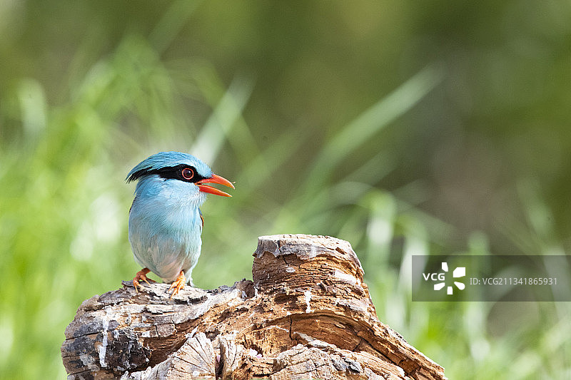 蓝绿鹊图片素材