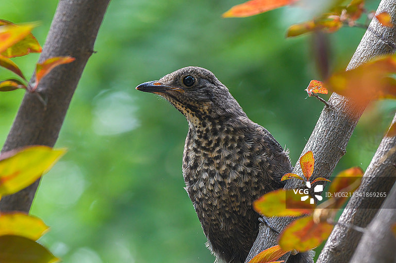 乌鸫幼鸟侧头站在树上图片素材