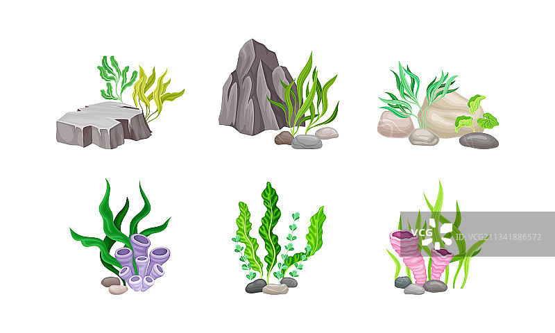 海藻与光滑的海石图片素材