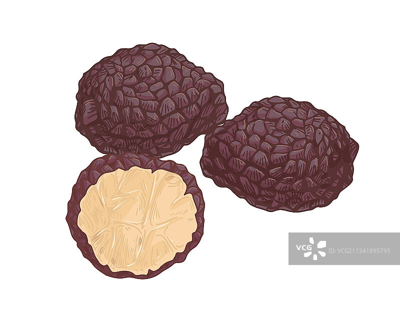 带完整地下部分的黑松露组合图片素材