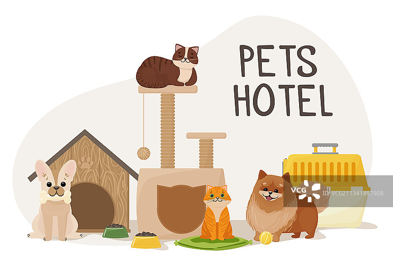 沙发上的猫咪和宠物箱旁的狗狗图片素材