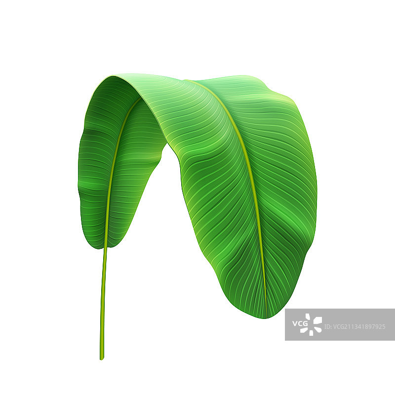 弯曲的香蕉树野生热带叶子图片素材