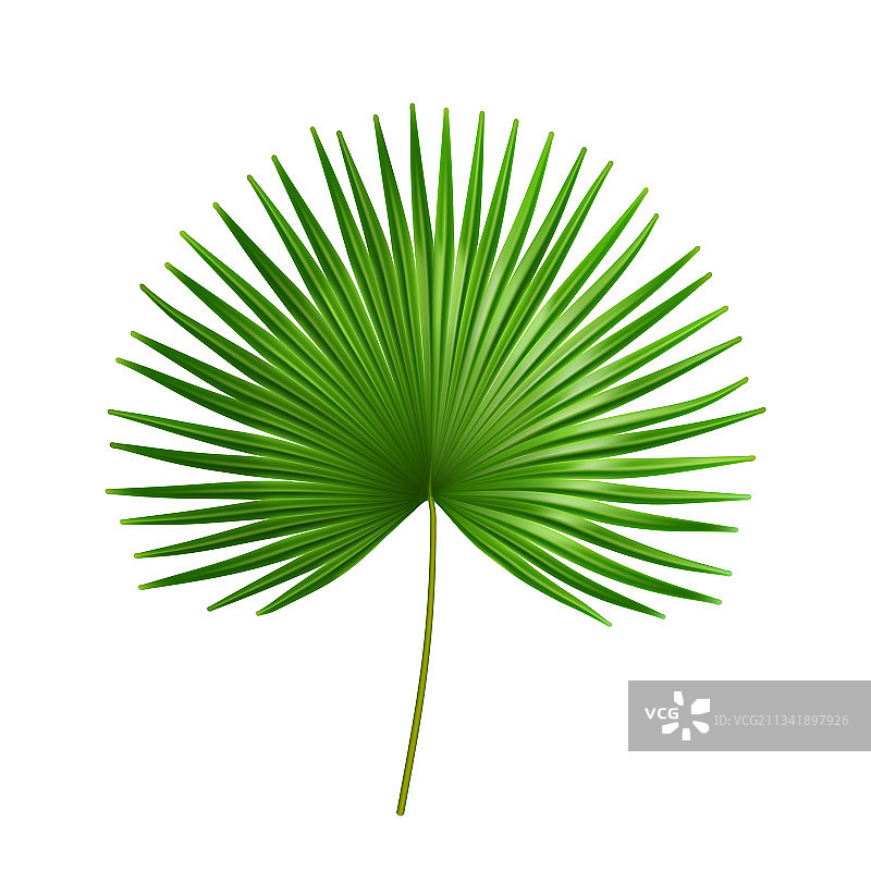 棕榈榈热带大叶异国植物图片素材