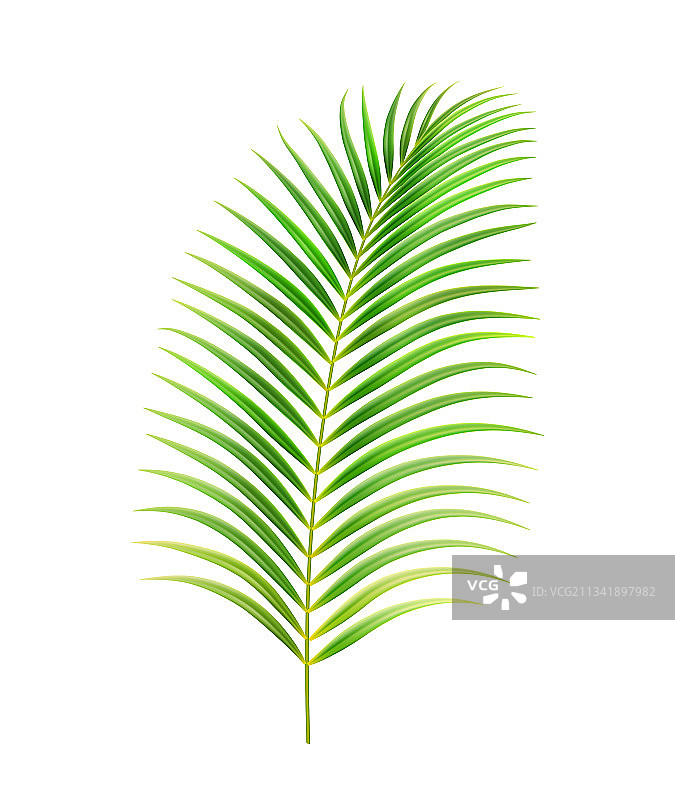 热带树叶和植物棕榈树叶图片素材