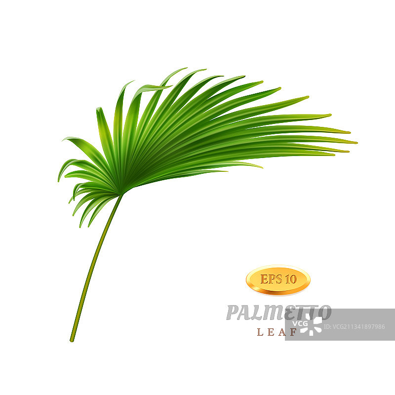 弯曲的棕榈叶和热带花卉图片素材