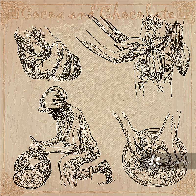 可可收获和加工农业图片素材