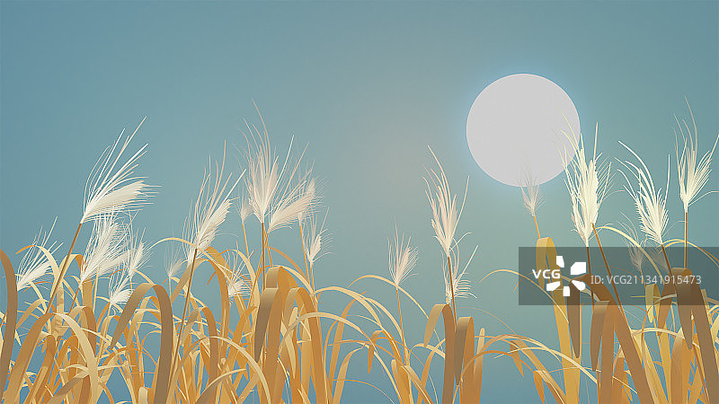 秋天的芦苇图片素材