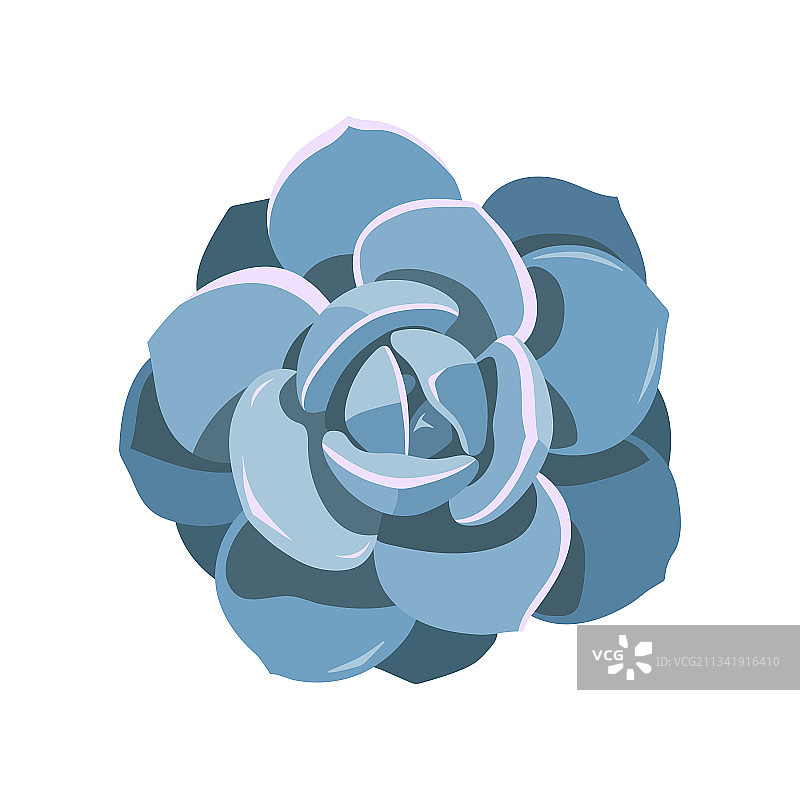 室内多肉植物—Echeveria laui图片素材