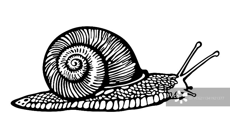 手绘图形普通葡萄蜗牛图片素材