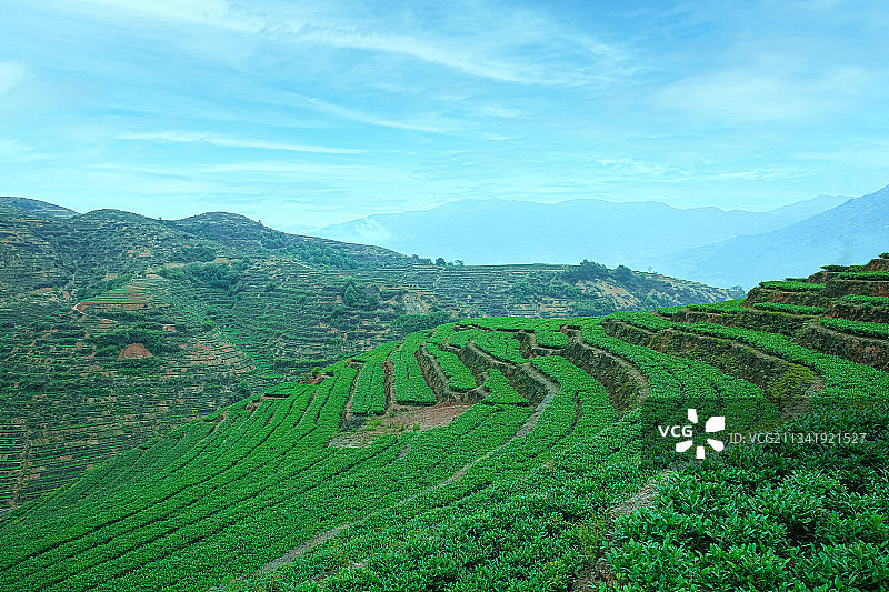 安溪铁观音自然生态高山茶园茶山图片素材