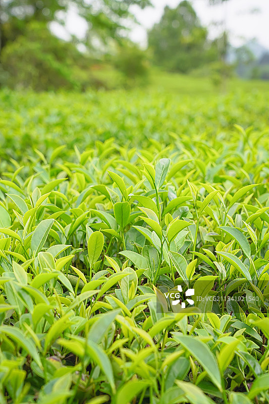 自然生态高山茶园茶山图片素材