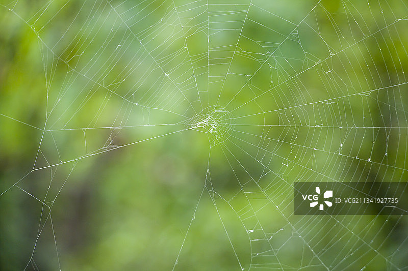 蜘蛛网图片素材