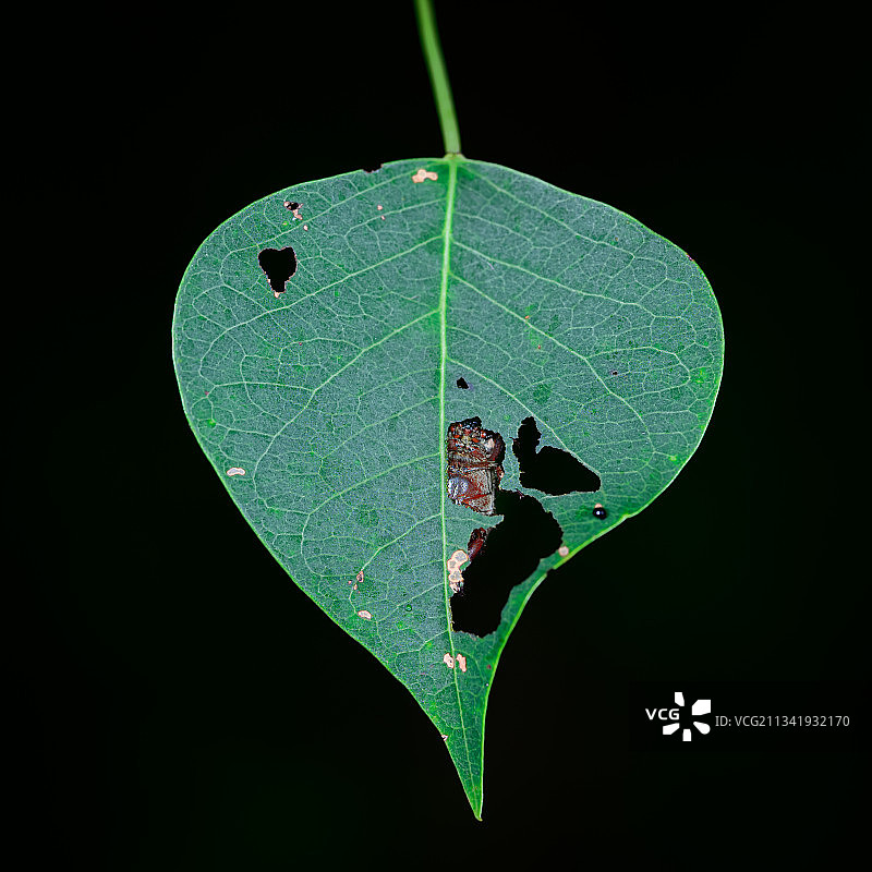 叶的特写镜头图片素材