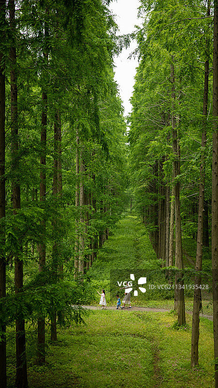 盐城东台 黄海森林公园图片素材