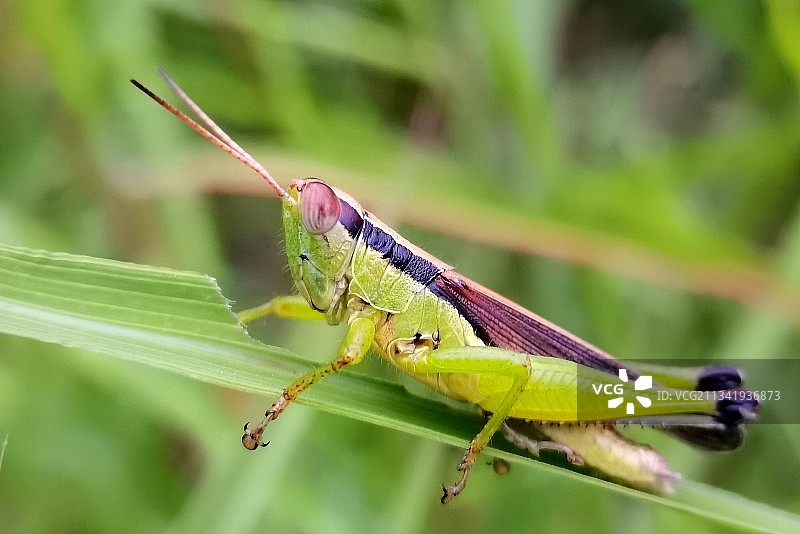 植物上的蚱蜢特写镜头图片素材