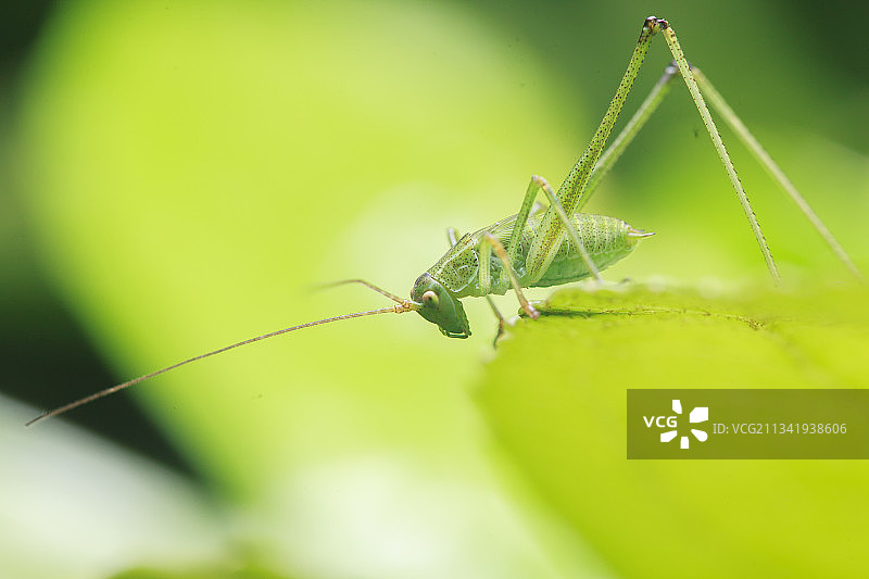 一只停留在树叶边缘的螽斯图片素材