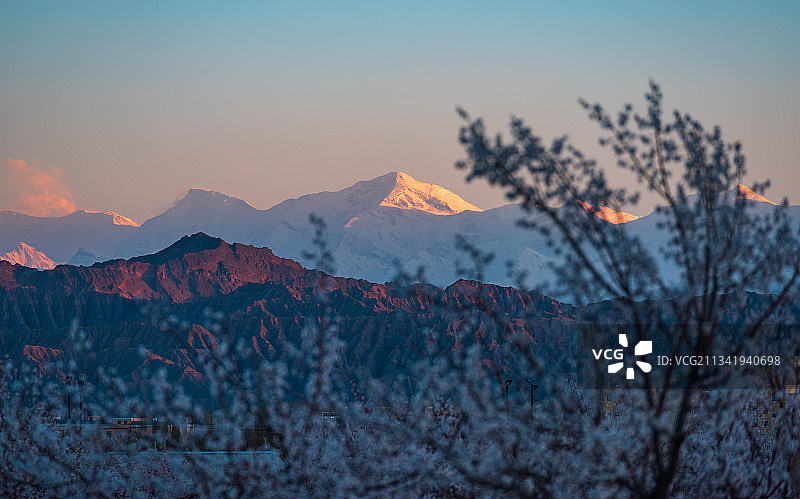 中国最西部帕米尔高原昆仑山脉的雪山与盛开的杏花图片素材