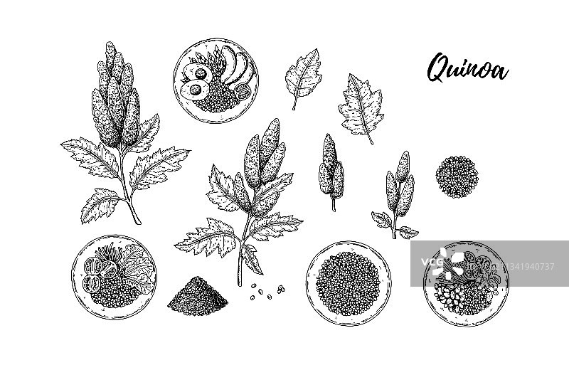 藜麦设计元素手绘图案图片素材