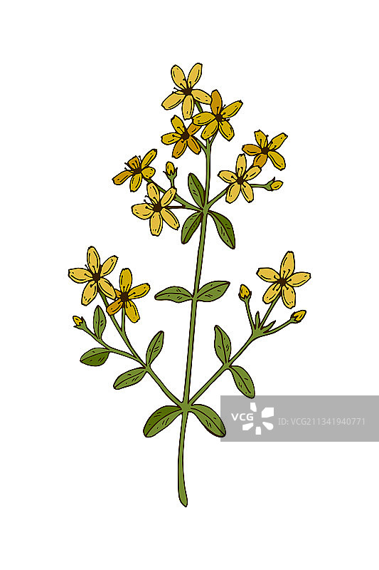 手绘圣约翰草，白色背景隔离图片素材