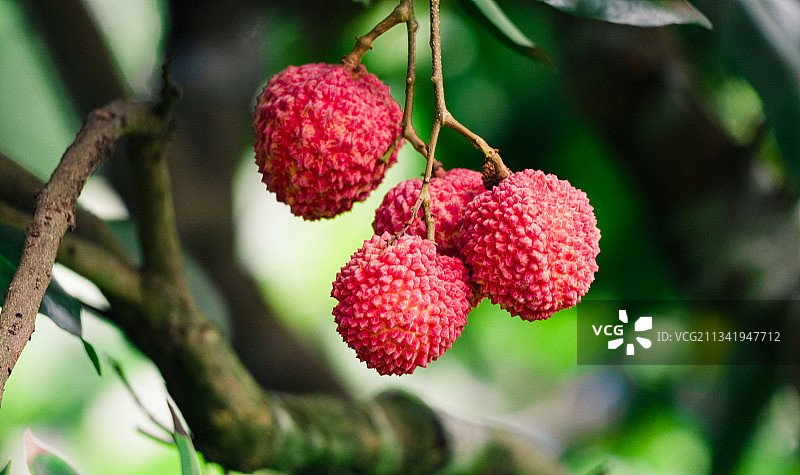 荔枝红了图片素材