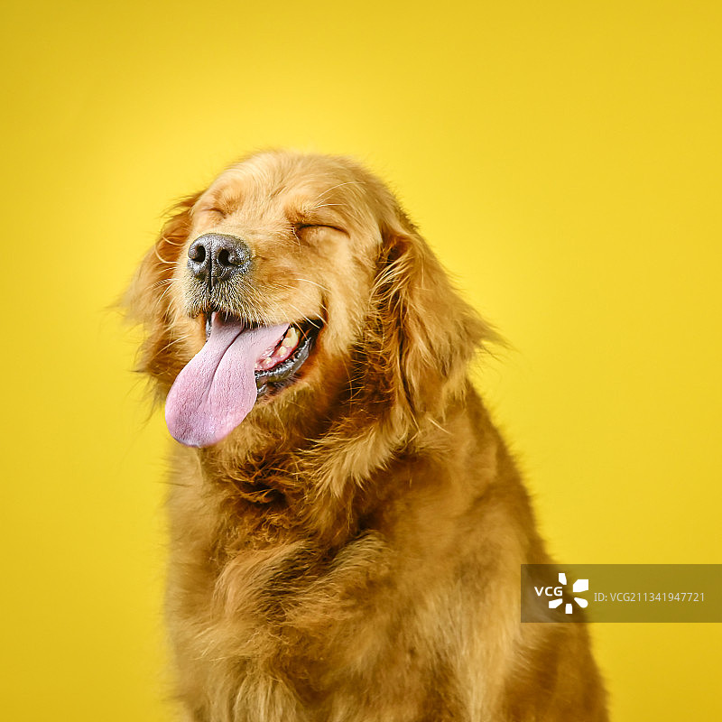 金毛 凯蒂图片素材