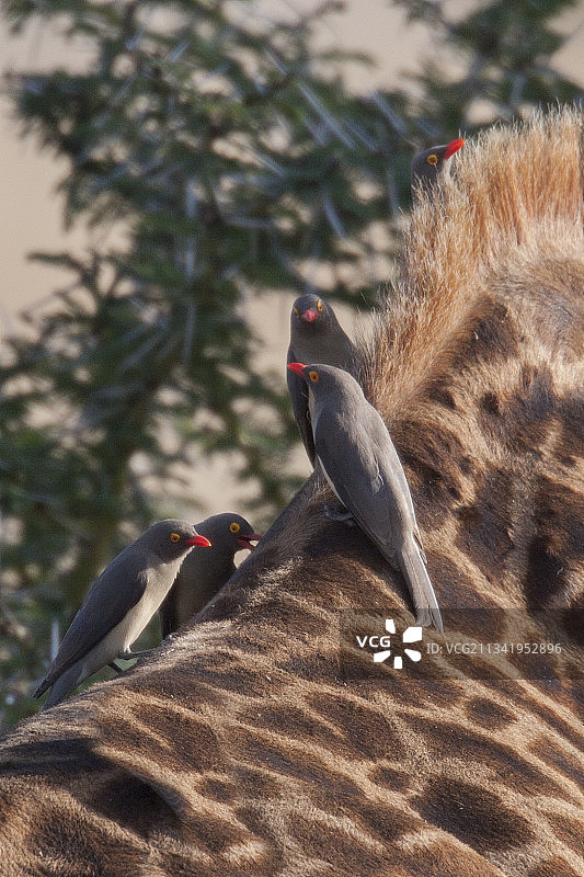 长颈鹿身上的红嘴牛椋鸟图片素材