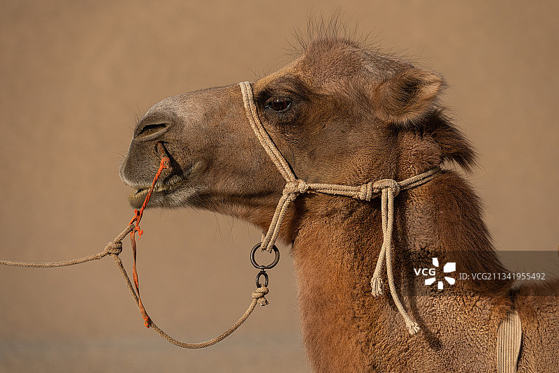 沙漠骆驼图片素材