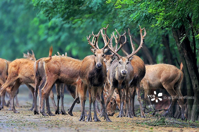盐城 中华麋鹿园图片素材