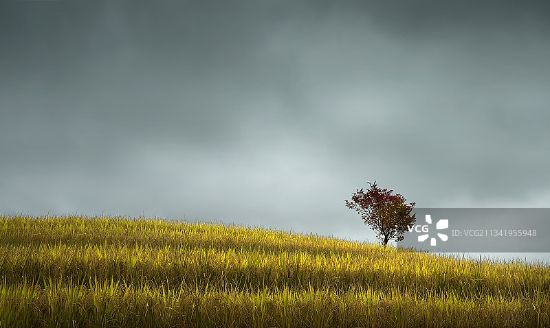 淡色墨云下空旷的稻田与红榉树图片素材