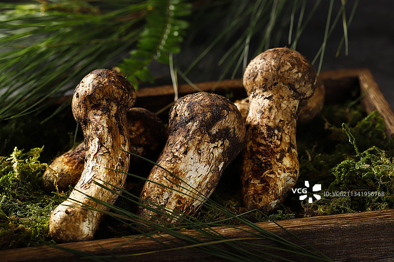 松茸  云南香格里拉松茸图片素材