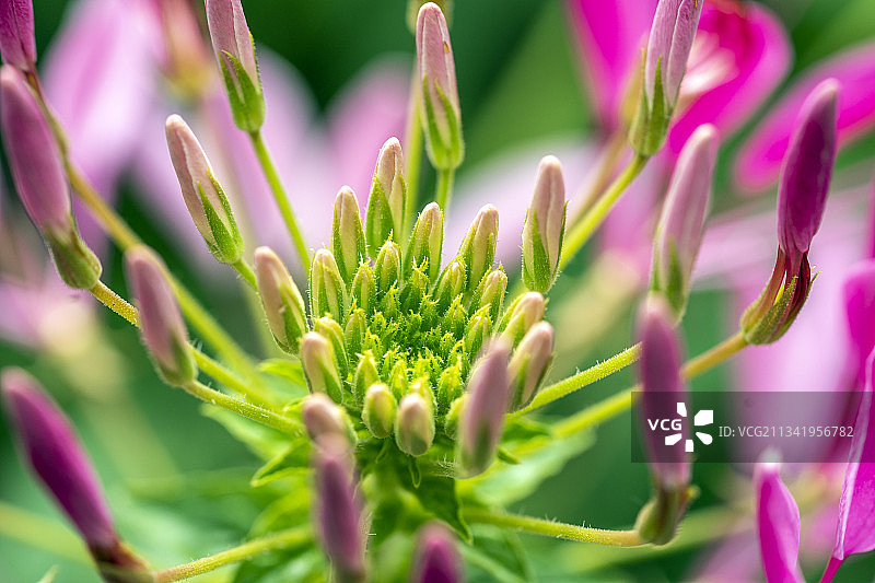 湖北省恩施市美丽的醉蝶花盛开图片素材