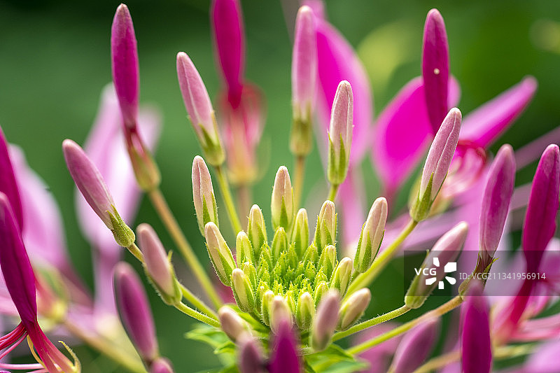 湖北省恩施市望城坡美丽的醉蝶花盛放图片素材