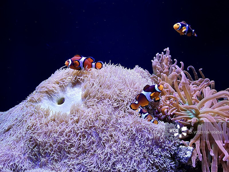 小丑鱼 Clown Fish图片素材