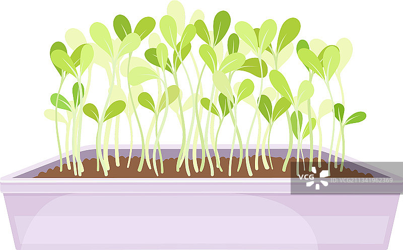 室内种植的蔬菜或微型蔬菜图片素材