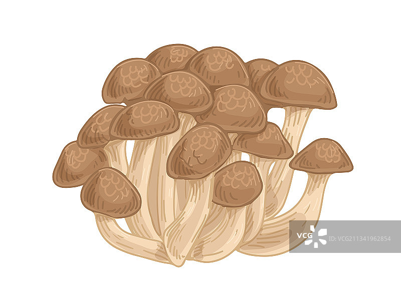 亚洲野外丛生蟹味菇图片素材