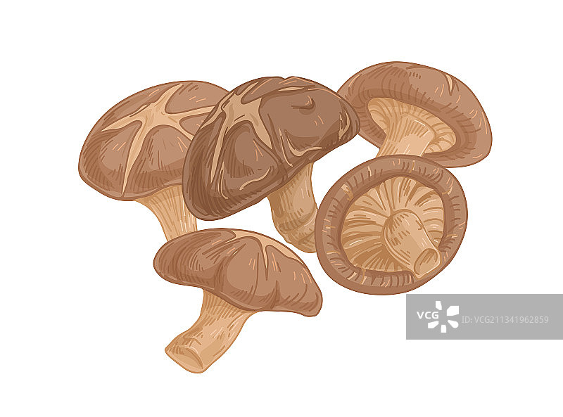 亚洲香菇或森林中的原生真菌图片素材