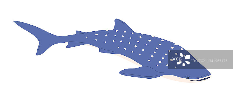 背部有圆点的海洋鲸鲨图片素材
