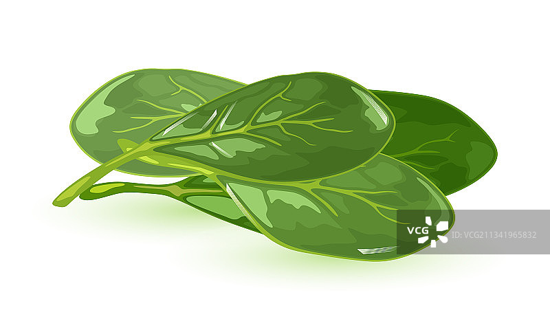 一束生菠菜图片素材